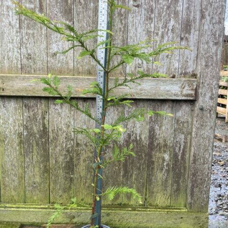 equoia sempervirens Coast Redwood Tree