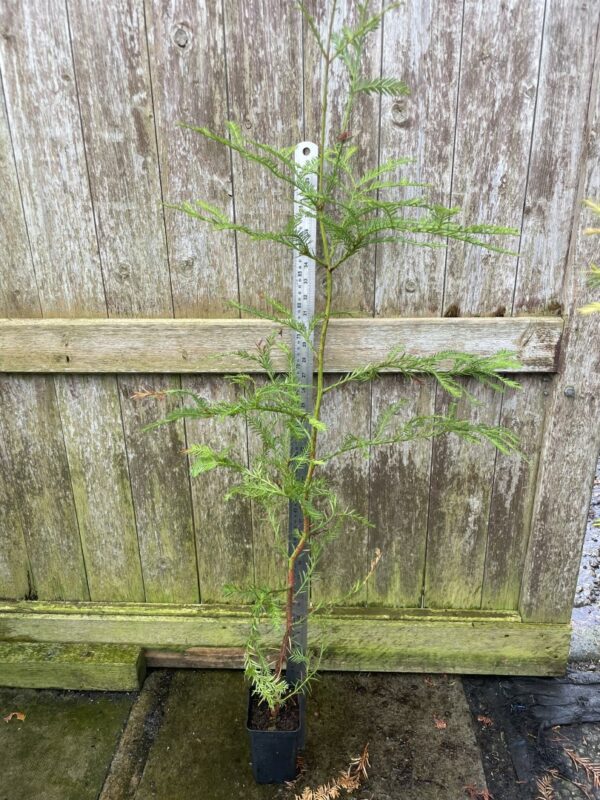Coast Redwood Tree 100/120cm (P9T)