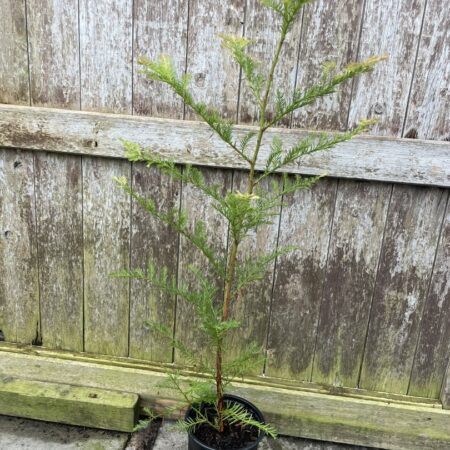Coast Redwood Tree 60/80cm (2L)
