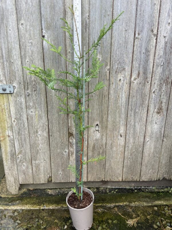 Coast Redwood Tree 80/100cm (2L)