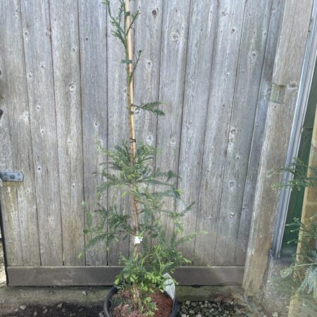 Coast Redwood 'Illa Martin' 100/150cm (15L)