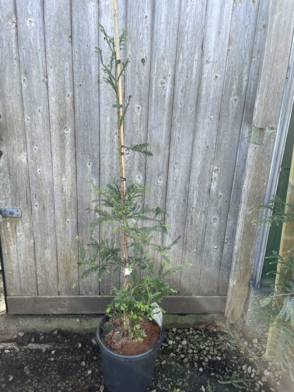 Coast Redwood 'Illa Martin' 100/150cm (15L)