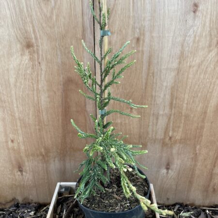 Coast Redwood 'Lightning'