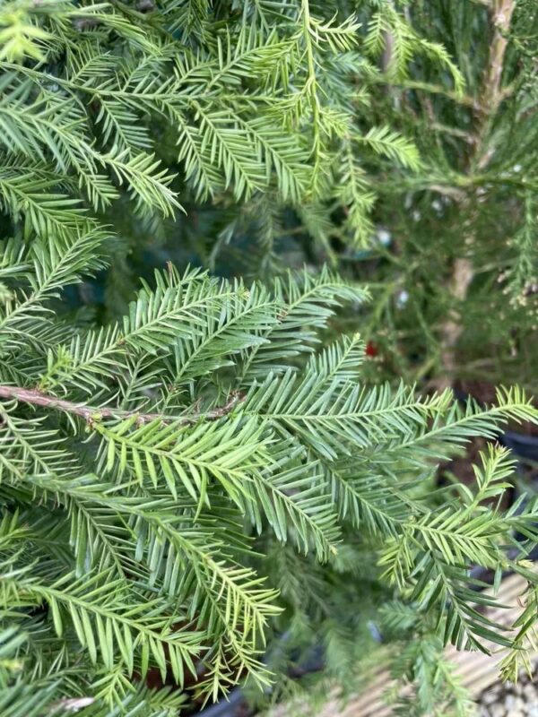 Coast Redwood 'Silver Ghost' 200/250cm (55L) - Image 4