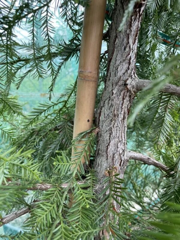 Coast Redwood 'Silver Ghost' 200/250cm (55L) - Image 3