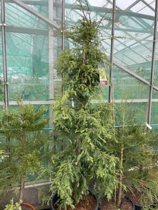 Coast Redwood 'Silver Ghost' 200/250cm (55L) - Image 2