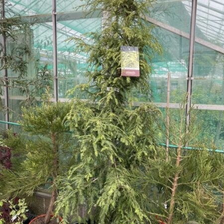 Coast Redwood 'Silver Ghost' 200/250cm (55L)