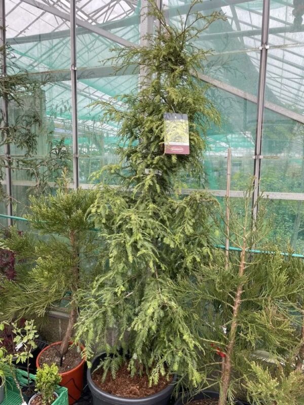 Coast Redwood 'Silver Ghost' 200/250cm (55L)