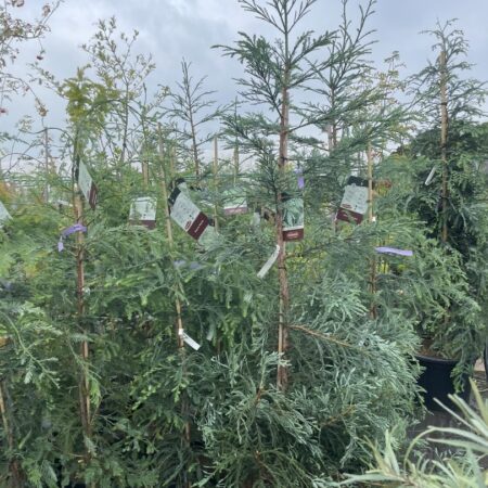 Coast Redwood 'Steel Blue' 150200cm (55L)