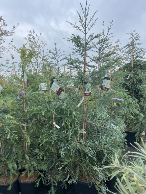 Coast Redwood 'Steel Blue' 150200cm (55L)