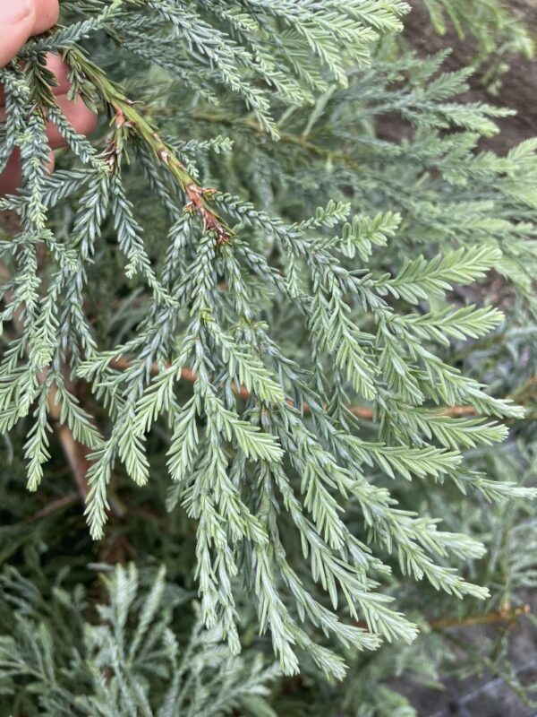 Coast Redwood 'Steel Blue' 150/200cm (55L) - Image 2
