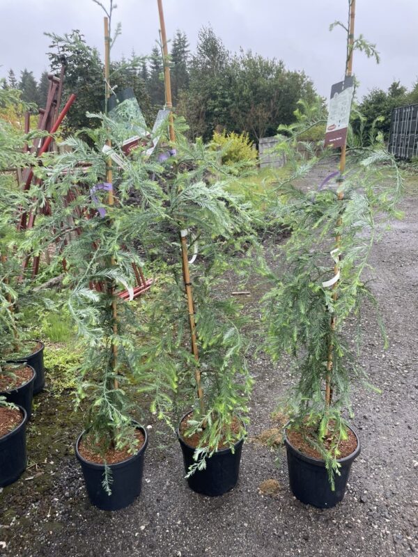Coast Redwood 'Winter Blue' 100/150cm (15L)