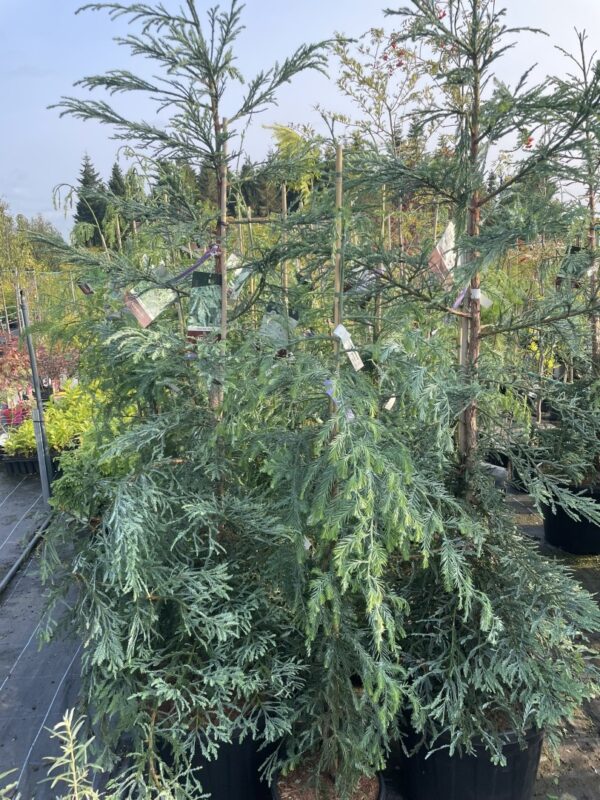 Coast Redwood 'Winter Blue' 200/250cm (55L) - Image 3