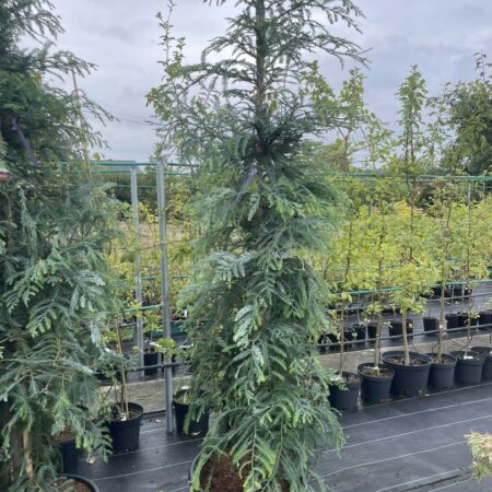 Coast Redwood 'Winter Blue' 200250cm (55L)