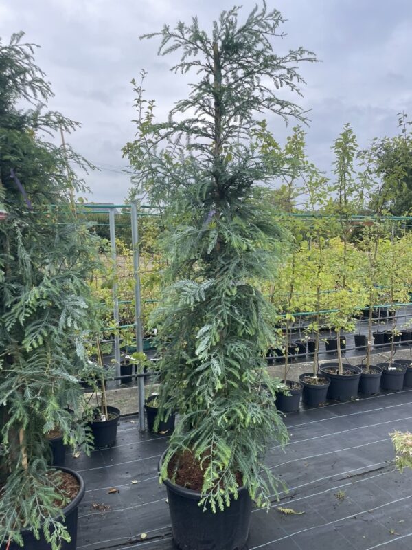 Coast Redwood 'Winter Blue' 200250cm (55L)