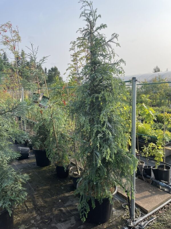 Coast Redwood 'Winter Blue' 200250cm (55L)