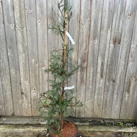 Coast Redwood 'Winter Blue' 100/150cm (15L)