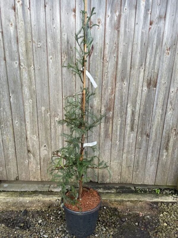 Coast Redwood 'Winter Blue' 100/150cm (15L)