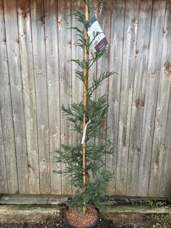 Sequoia sempervirens - Coast Redwood 'Xeno' 150/175cm