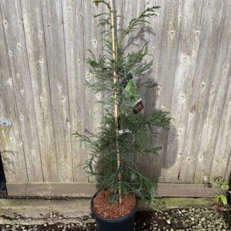 Coast Redwood ‘Xeno’ 100/150cm