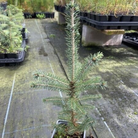 Colorado Blue Spruce - Picea pungens glauca