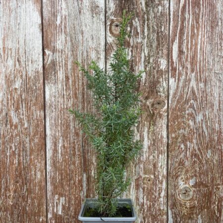 Common Juniper Bush 20/40cm (P9)