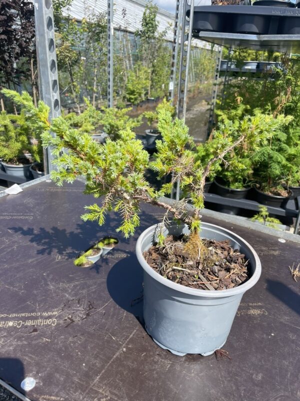 Flaky Juniper Bush - Bonsai Starter (2L)