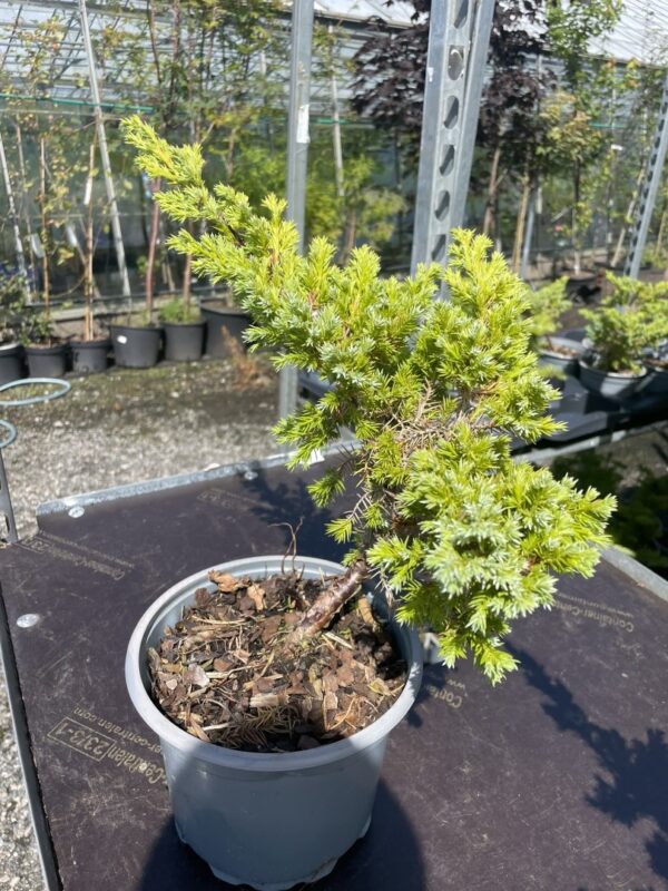 Flaky Juniper Bush - Bonsai Starter (2L) - Image 2