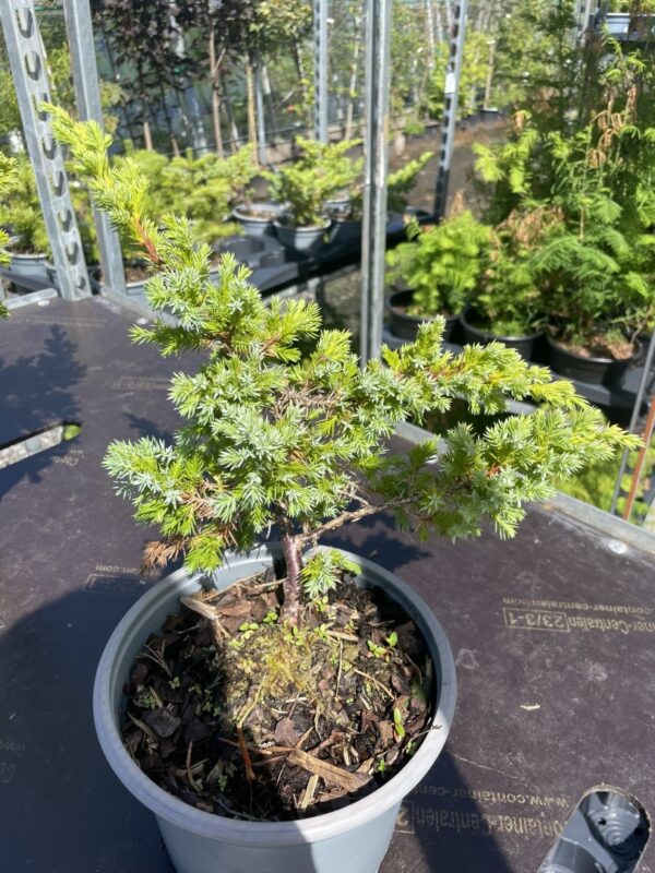 Flaky Juniper Bush - Bonsai Starter (2L) - Image 3