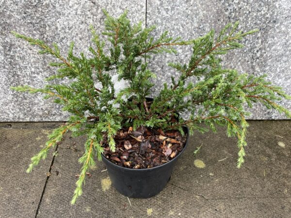 Common Juniper 'Repanda'