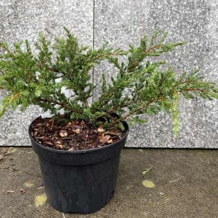 Common Juniper 'Repanda'