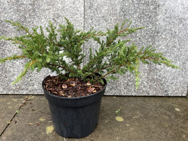 Common Juniper 'Repanda'