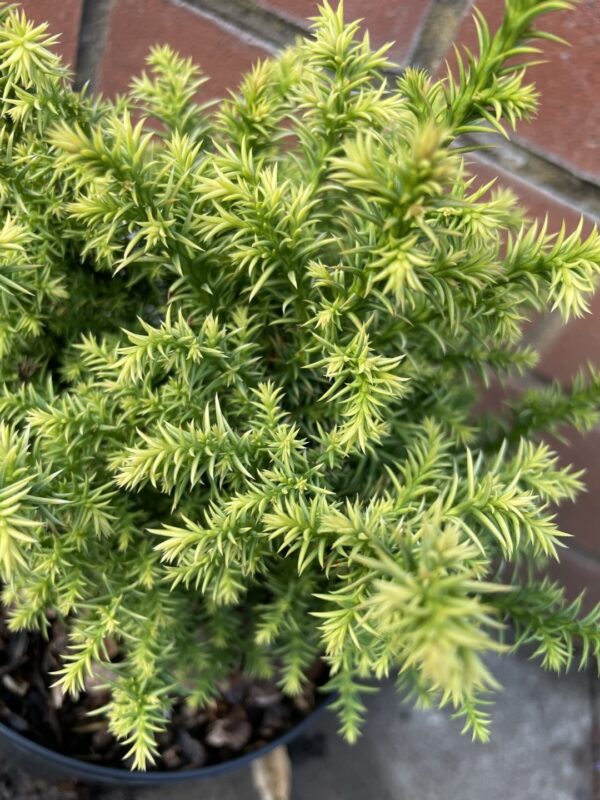 Japanese cedar 'Tilford Gold' 20/40cm (2L) - Image 3