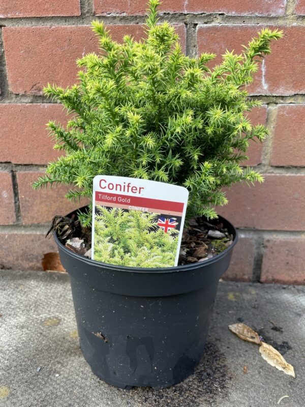 Japanese cedar 'Tilford Gold' 20/40cm (2L) - Image 2