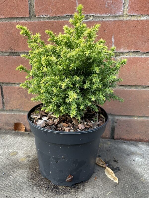 Japanese cedar 'Tilford Gold' 20/40cm (2L)