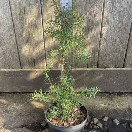 Japanese Red Cedar 'Elegans'