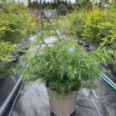 Japanese Red Cedar Tree ‘Elegans’