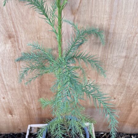 Cryptomeria japonica - Japanese Red Cedar Tree