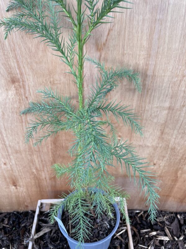 Japanese Red Cedar Tree 80/100cm (2L) - Image 3
