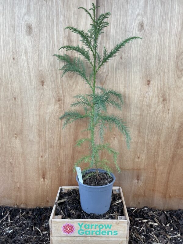 Japanese Red Cedar Tree 80/100cm (2L)