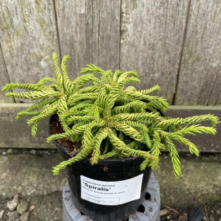 Cryptomeria japonica Japanese Red Cedar ‘Spiralis’