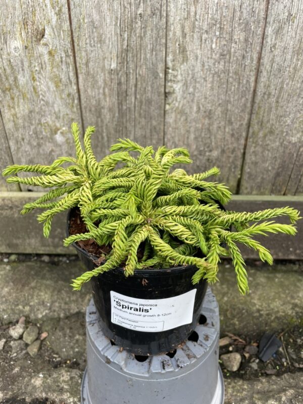 Japanese Red Cedar 'Spiralis' 10/20cm (1L)