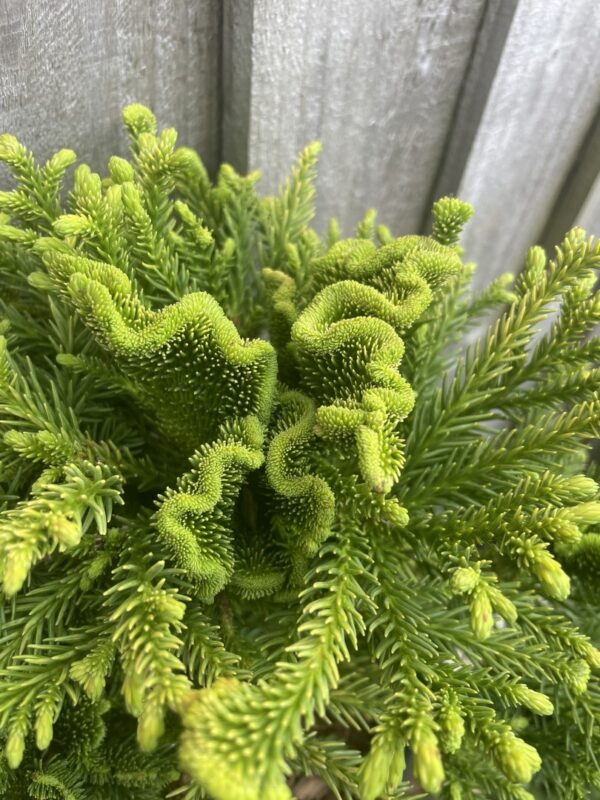 Japanese Red Cedar 'Serama' 10/20cm (3L) - Image 4