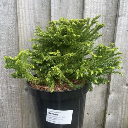 Cryptomeria japonica ‘Serama’Â