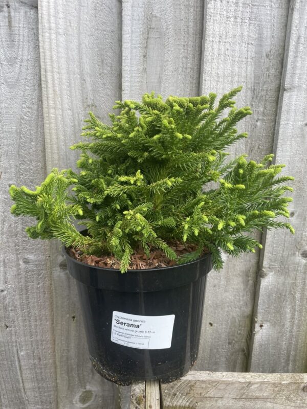 Japanese Red Cedar 'Serama' 10/20cm (3L)