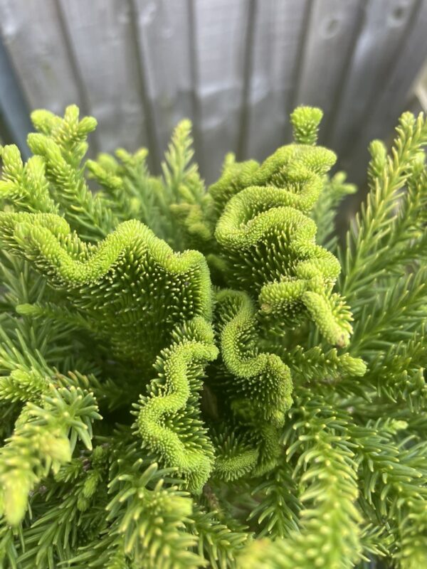 Japanese Red Cedar 'Serama' 10/20cm (3L) - Image 3