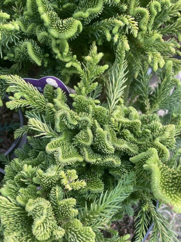 Japanese Red Cedar 'Serama' 10/20cm (3L) - Image 5