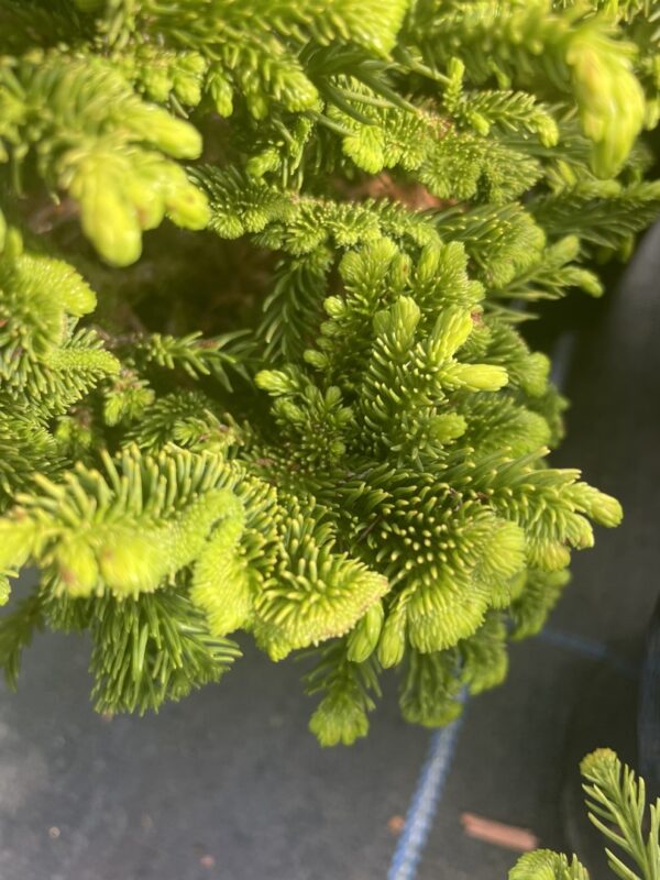 Japanese Red Cedar 'Serama' 10/20cm (3L) - Image 2