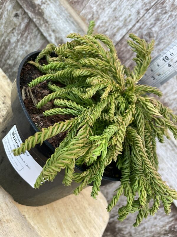 Japanese Red Cedar 'Spiralis' 10/20cm (3L) - Image 3