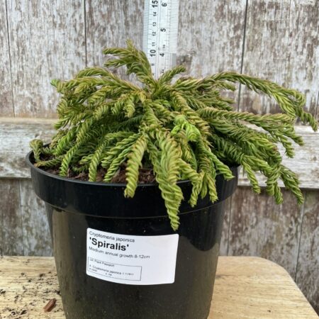 Japanese Red Cedar 'Spiralis'Â